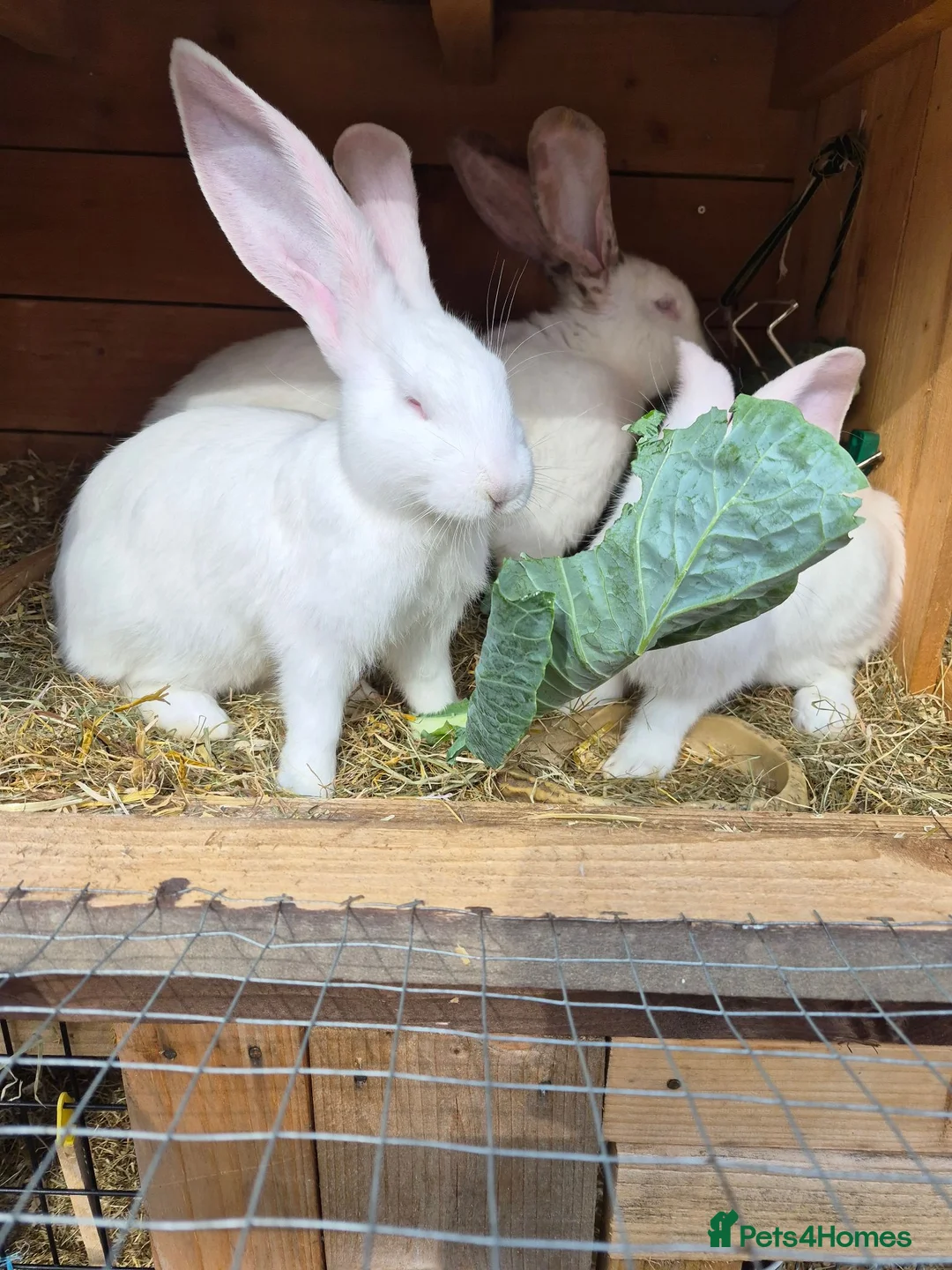 Continental Giant rabbits for sale: Continental Giants - Advert 1