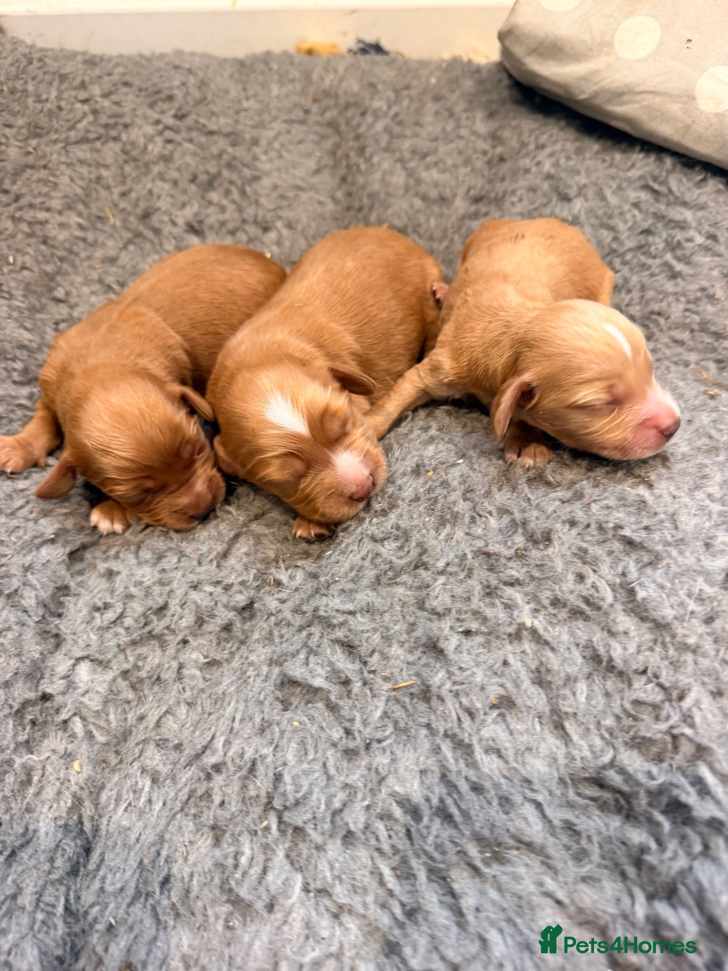 Cocker Spaniel dogs for sale: Cocker spaniels puppies  - Advert 2