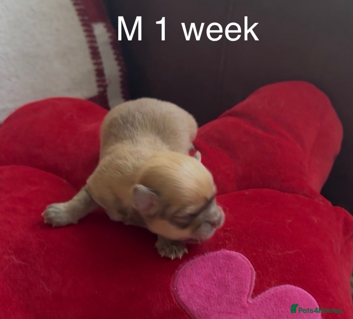 Chihuahua dogs Chihuahua puppies 🐶  - Advert 2