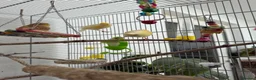 Canaries birds for sale: Singing canaries  - Advert 2