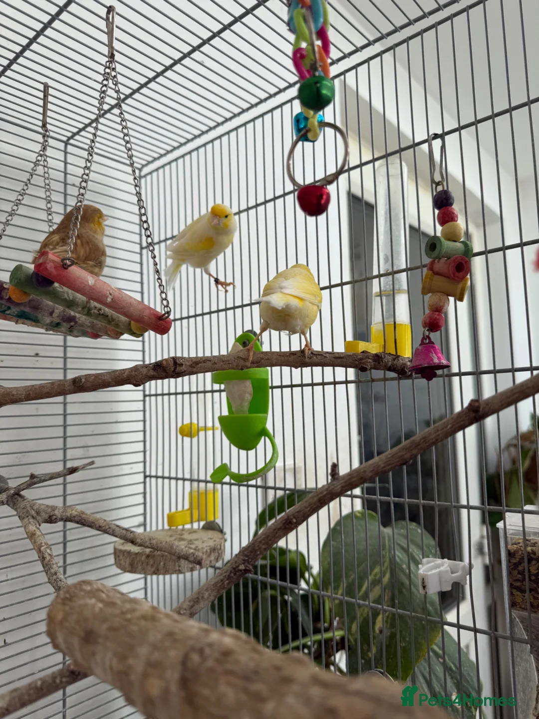 Canaries birds for sale: Singing canaries  - Advert 2
