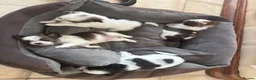 Chorkie dogs for sale: Miniature chorkies  - Advert 10
