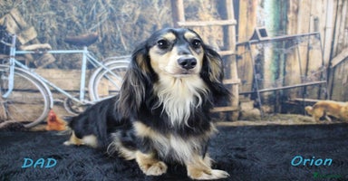 Miniature Dachshund dogs - Advert 4