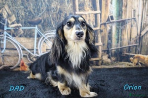 Miniature Dachshund dogs - Advert 15