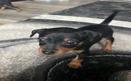 Miniature Pinscher dogs for sale: KC Miniature Pinscher puppies - Image 6