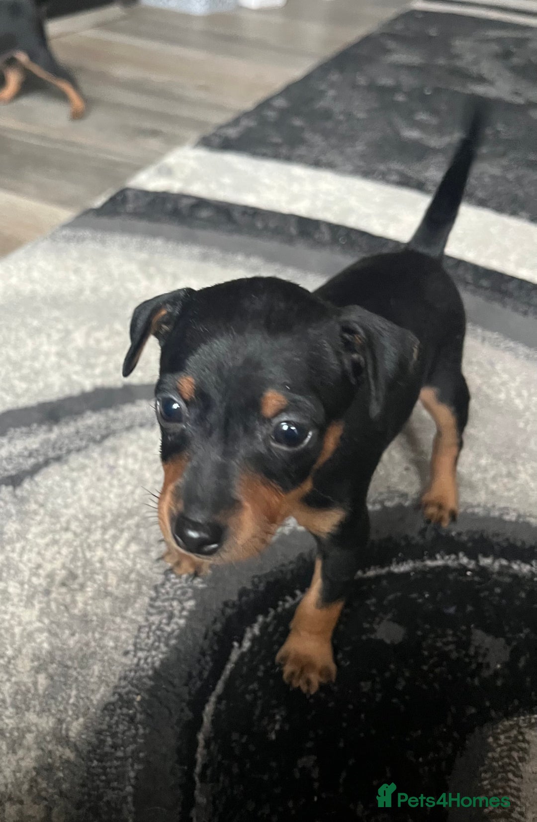 Miniature Pinscher dogs for sale: KC Miniature Pinscher puppies - Image 6