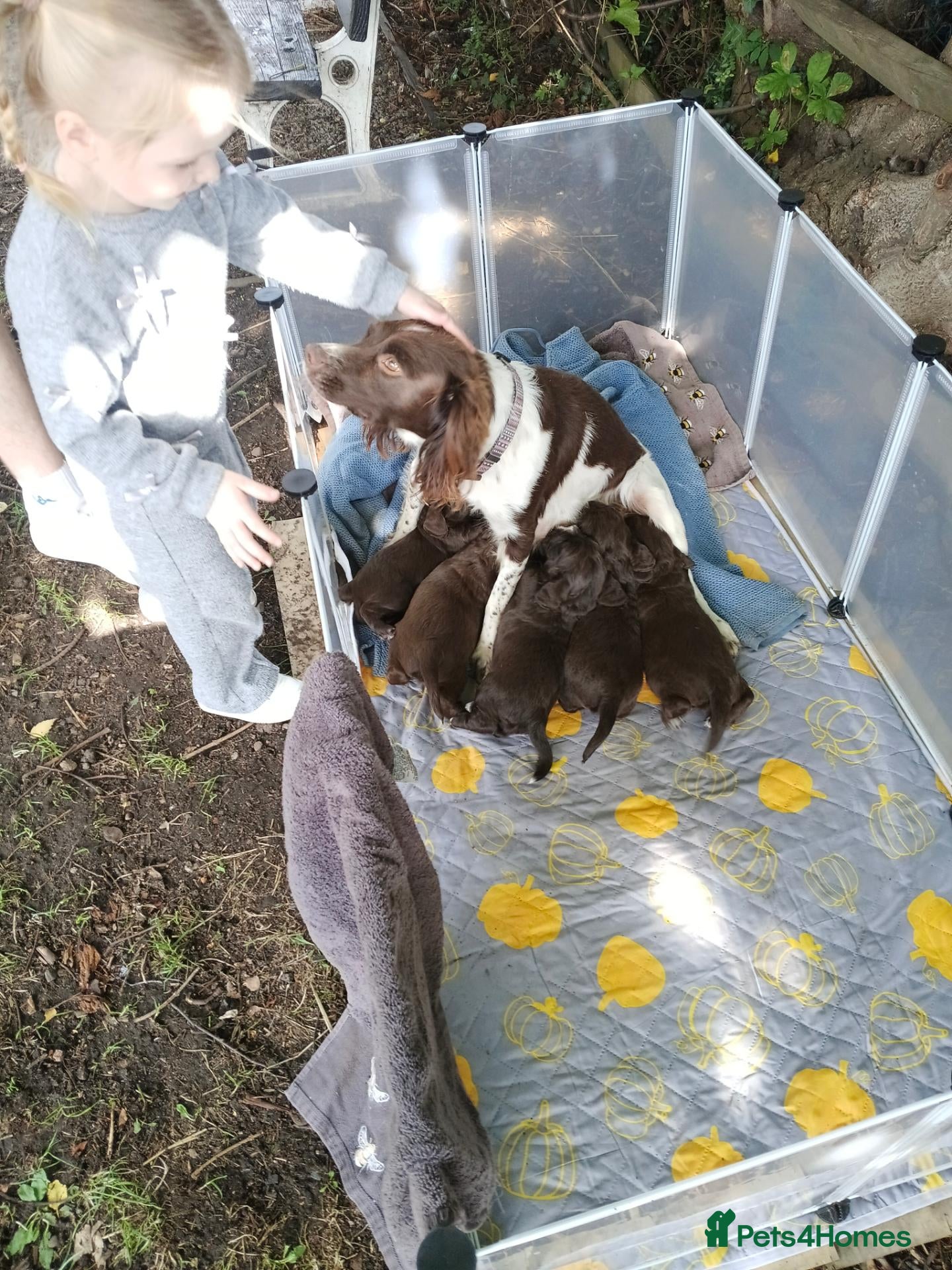 Sprocker dogs Sproker spaniel pups  - Advert 4