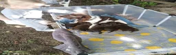Sprocker dogs for sale: Sproker spaniel pups  - Advert 1