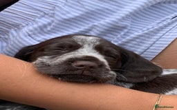 Mixed Breed dogs for sale: GSP X Springer pups (3 left) Northern Ireland  - Image 9