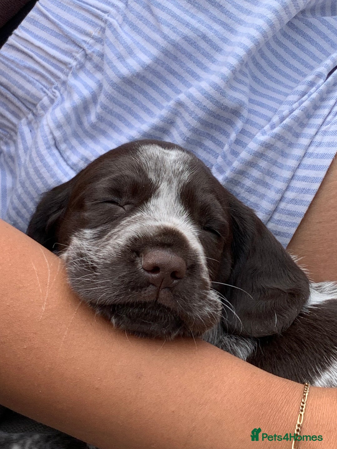 Mixed Breed dogs for sale: GSP X Springer pups (3 left) Northern Ireland  - Image 9