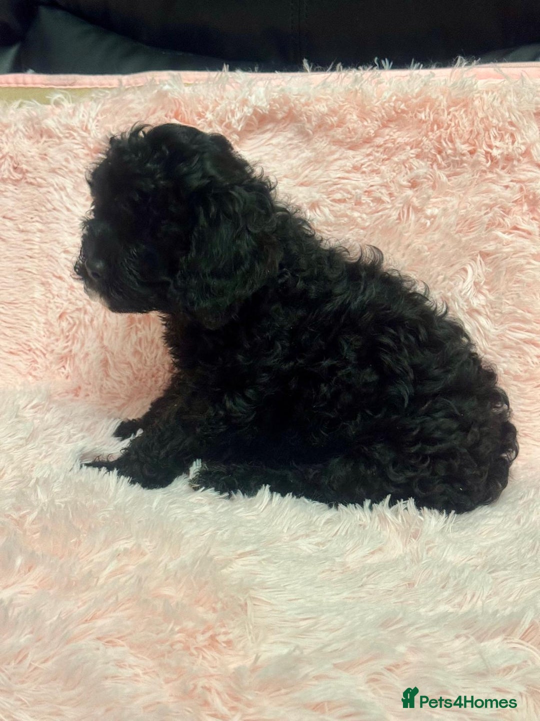 Cavapoo dogs for sale: Ready now, extensively health tested F1 cavapoo - Advert 2