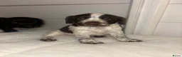 Cocker Spaniel dogs for sale: Cocker spaniel puppies for sale  - Advert 13