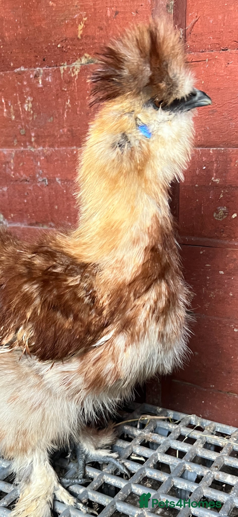 Chickens poultry for sale: Silkie in Ilkeston - Advert 2