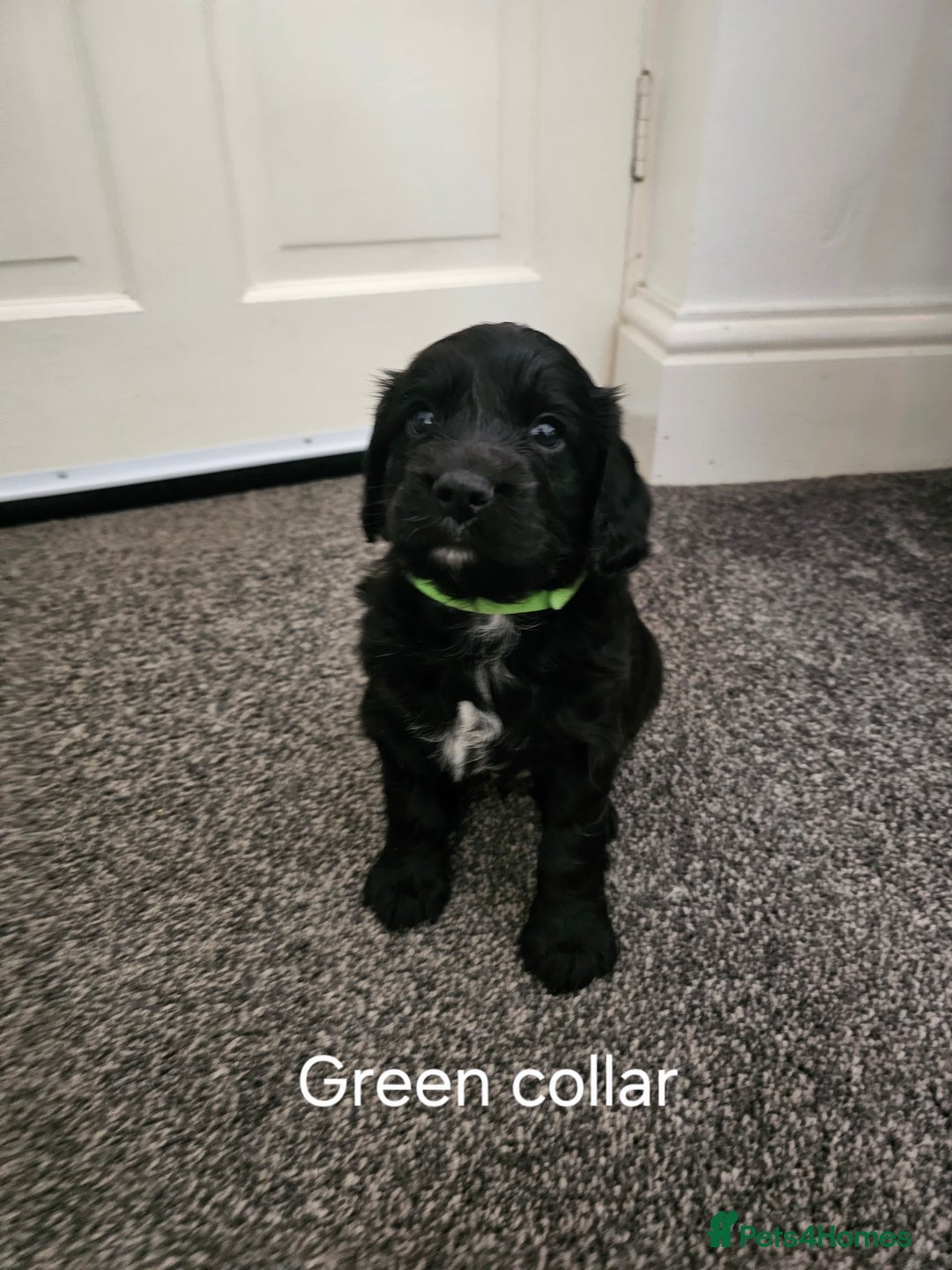 Cockapoo dogs for sale: Cockapoo puppies - Advert 4