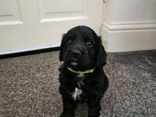 Cockapoo dogs Only 4 beautiful Cockapoo puppies left - Advert 2