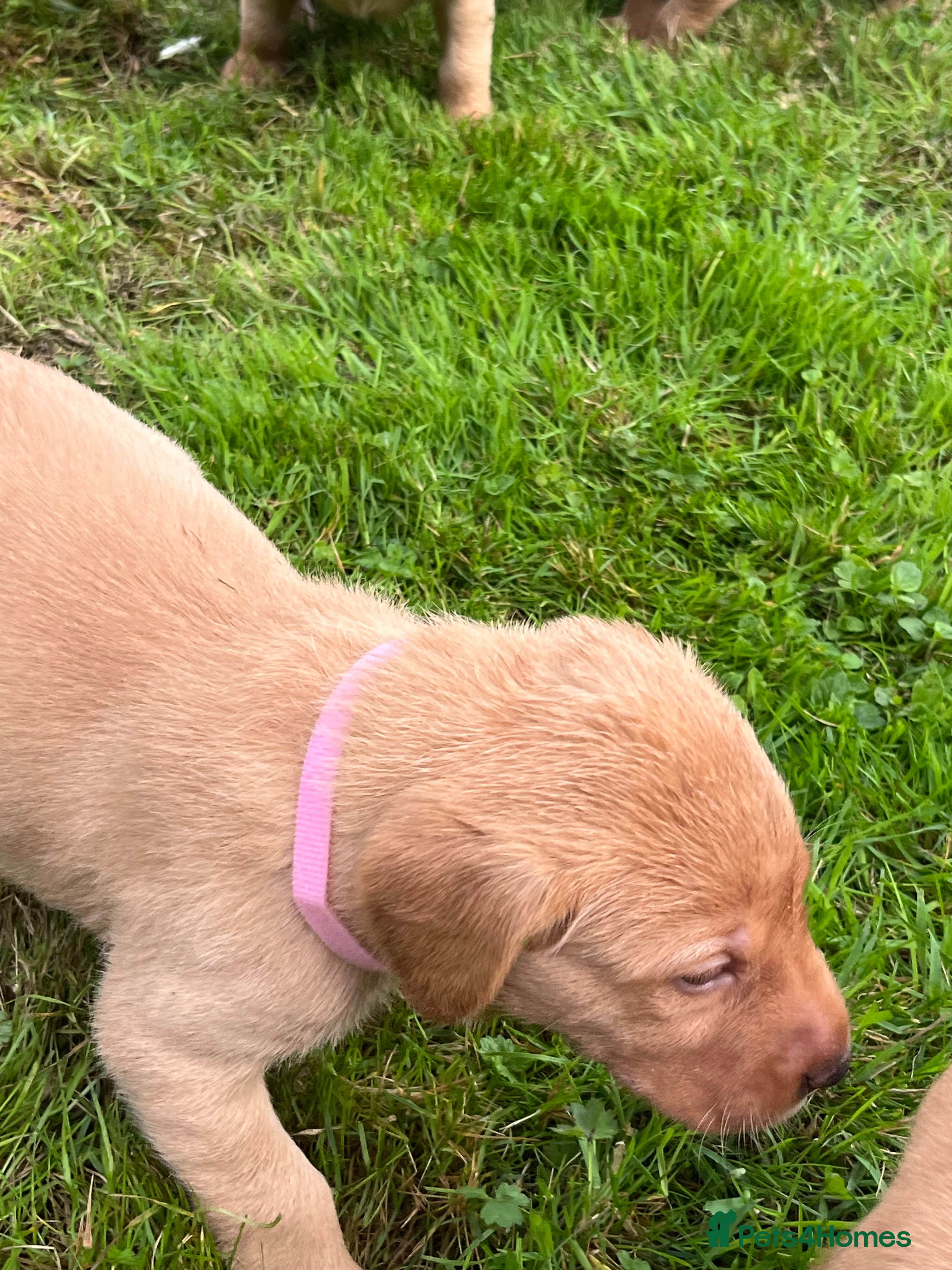 Labrador Retriever dogs KC fox red puppies - Advert 2