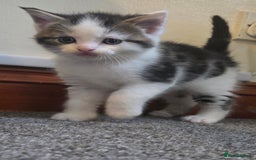 Mixed Breed cats for sale: 5 stunning babies ready in just over 2 weeks  - Image 5