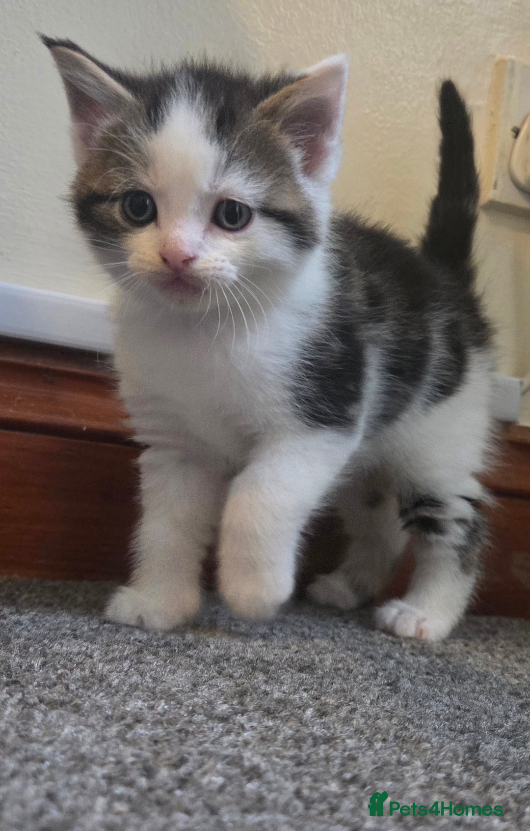 Mixed Breed cats for sale: 5 stunning babies ready in just over 2 weeks  - Image 5