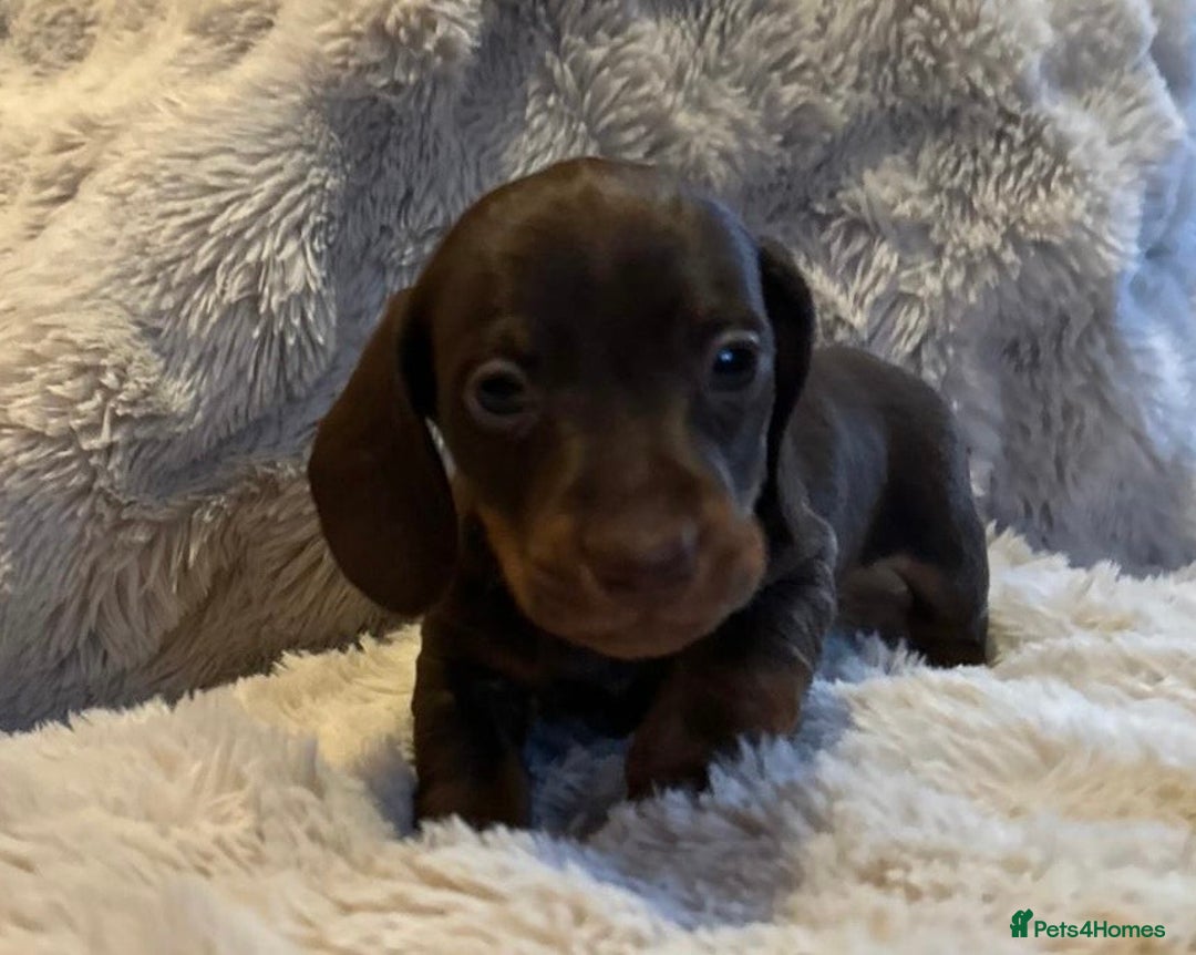 Miniature Dachshund dogs for sale: KC Miniature Dachshund Puppies  - Advert 10