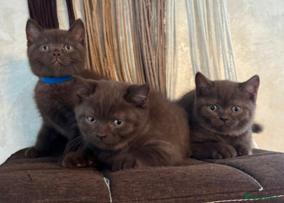 British Shorthair cats for sale: 🐾 British Shorthair Kittens Looking for Homes 🏡 - Advert 3