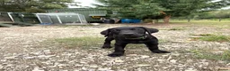 Labrador Retriever dogs for sale: FTCH Drakeshead Labrador boys  in Whiston - Advert 8