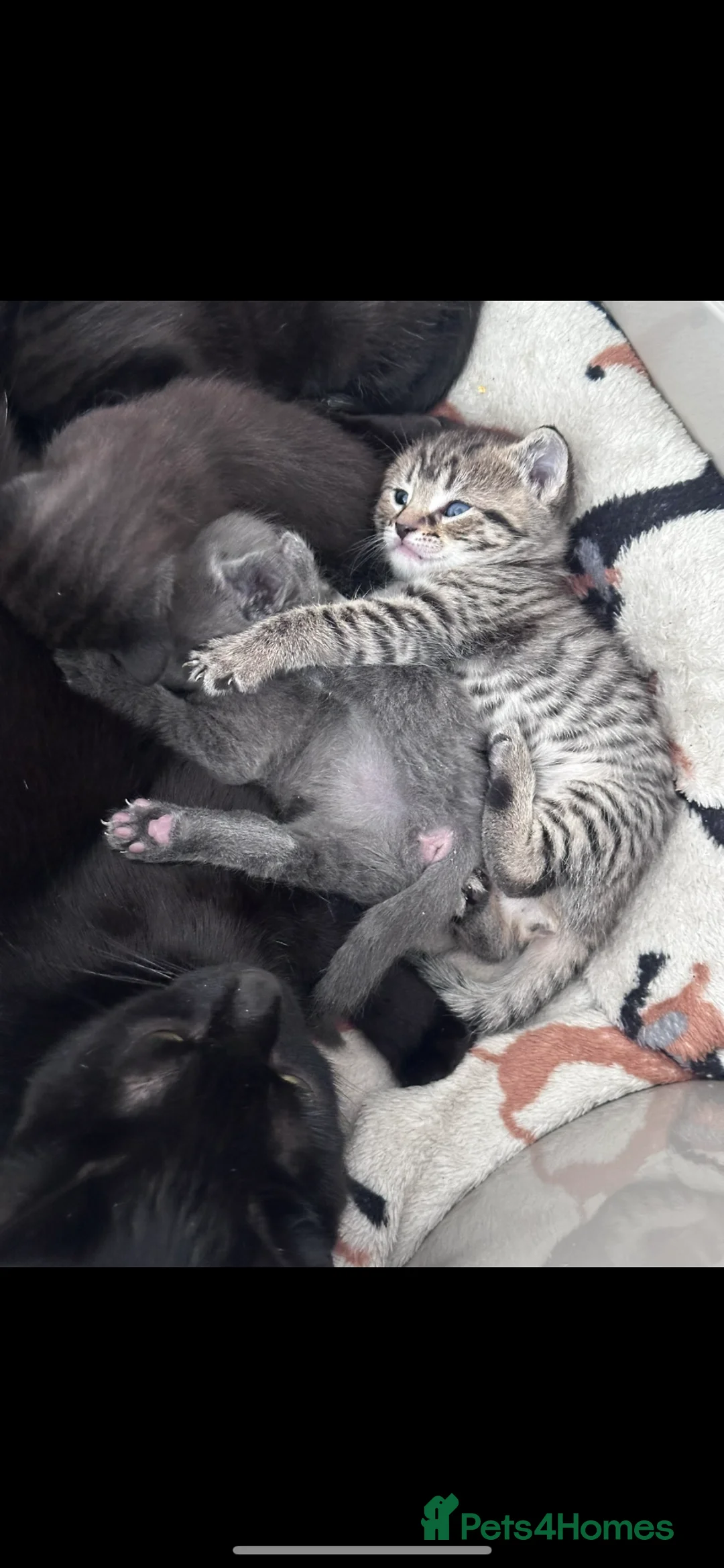 Domestic Shorthair cats for sale: 1 grey, 1 tabby, 2 black ( 1 with white markings)  - Advert 2