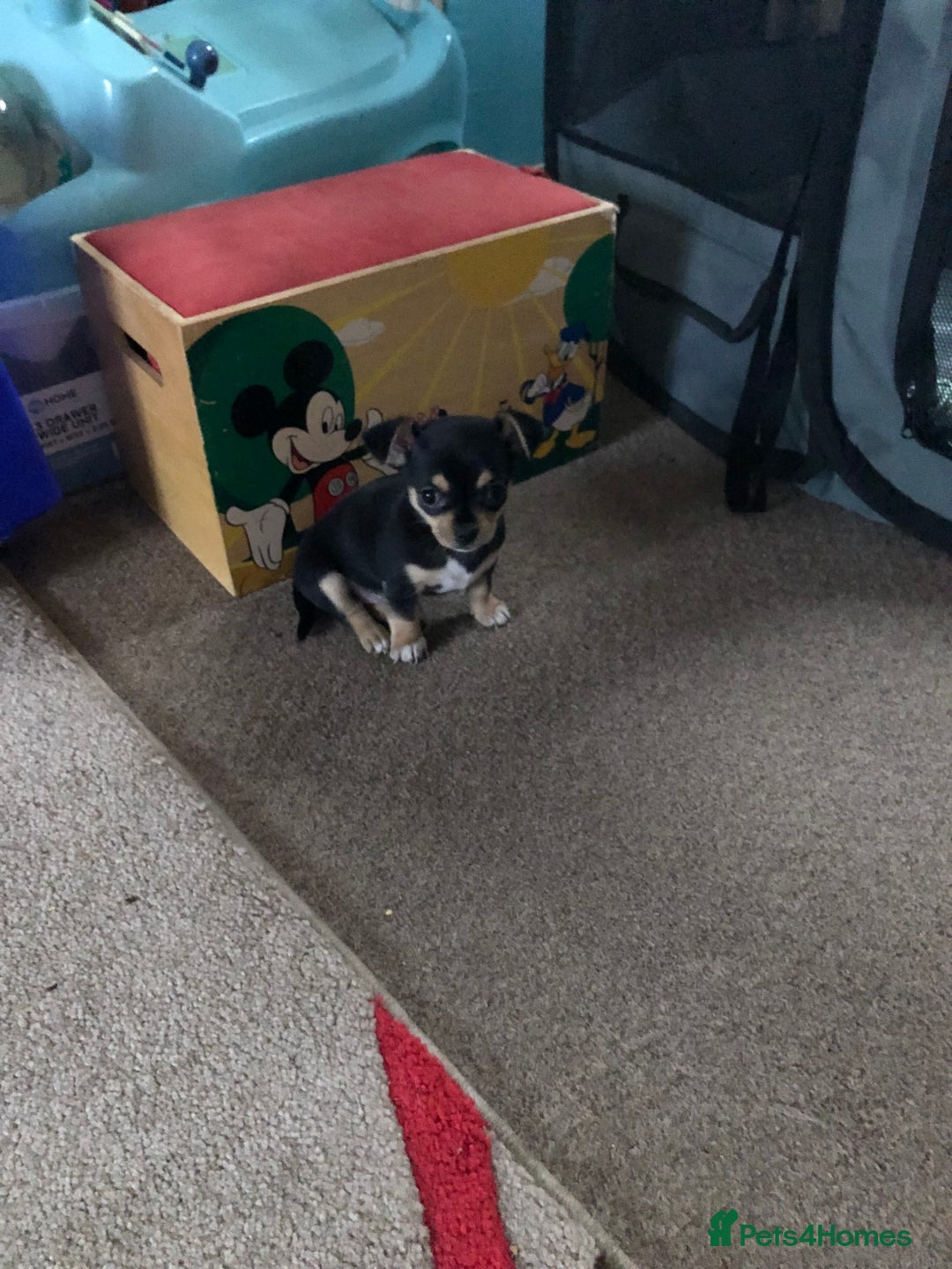 Chihuahua dogs for sale: Cute chihuahuas  - Advert 11