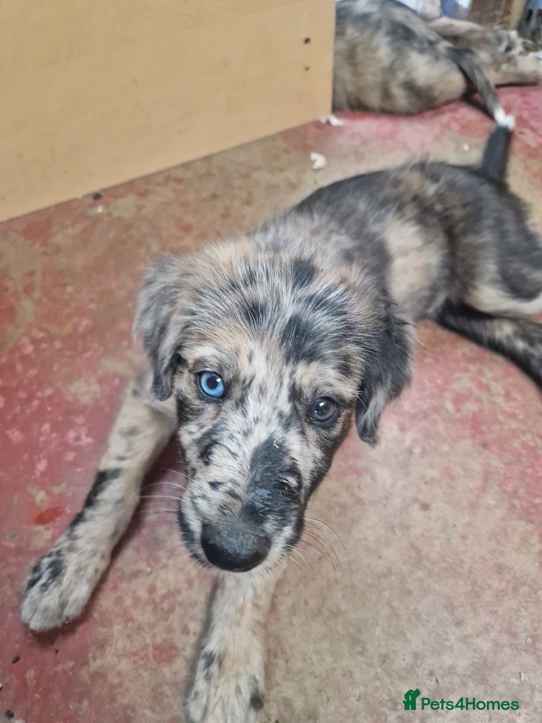 Mixed Breed dogs for sale: Stunning rough coated lurchers - Image 12