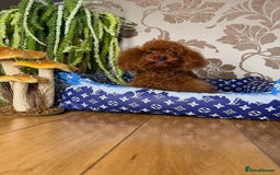 Toy Poodle dogs for sale: Asian micro poodle Boy - Image 16