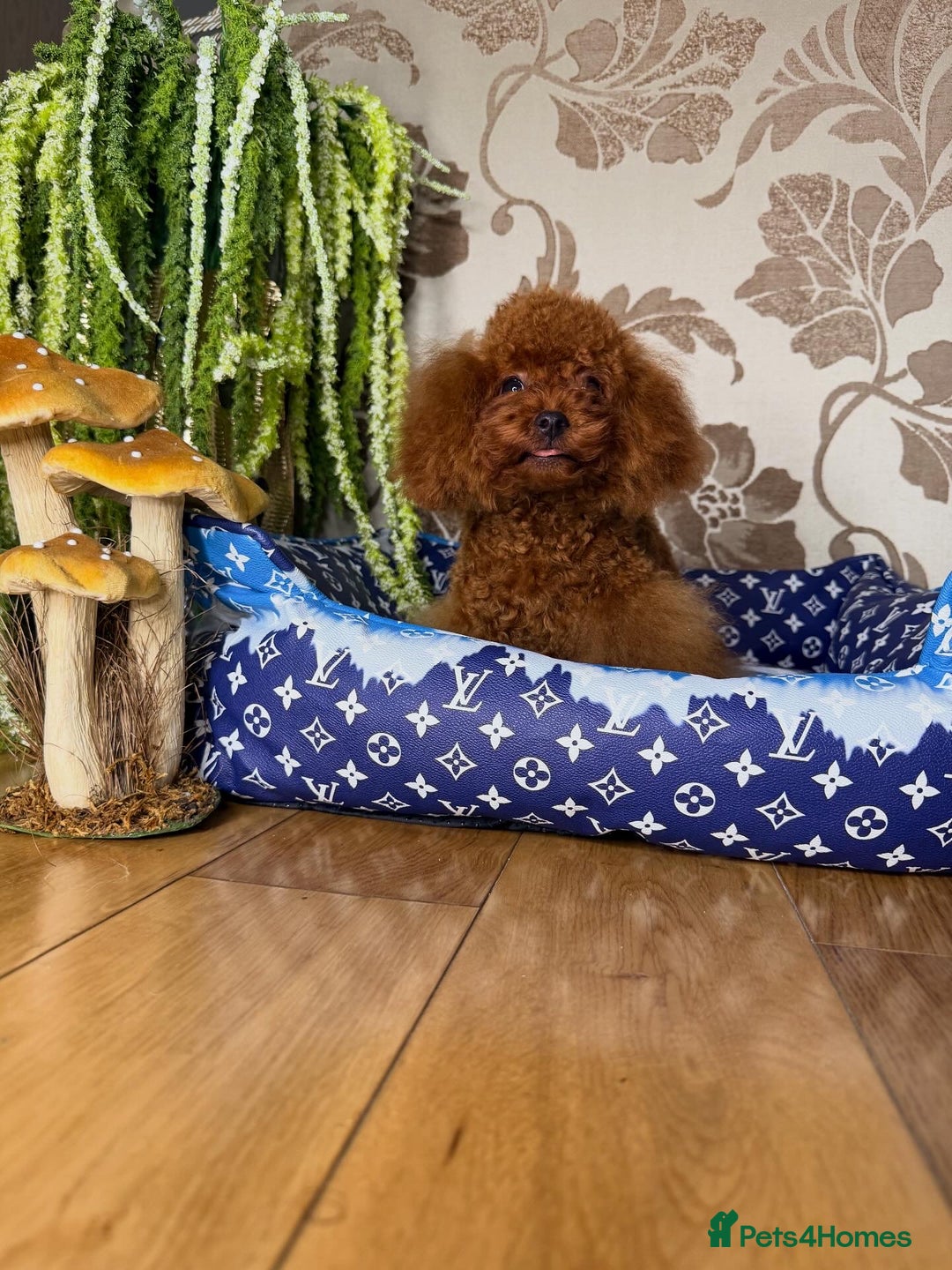 Toy Poodle dogs for sale: Asian micro poodle Boy - Image 16