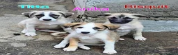 Mixed Breed dogs for adoption: ❤️🐾TITTO  THIS TIME, HIS HOME MUST BE FOREVER🐾❤️ - Advert 11