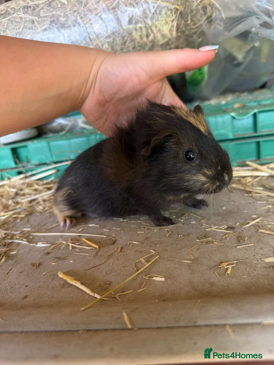 Guinea Pig rodents for sale: 3 baby guinea pig sows - Advert 6