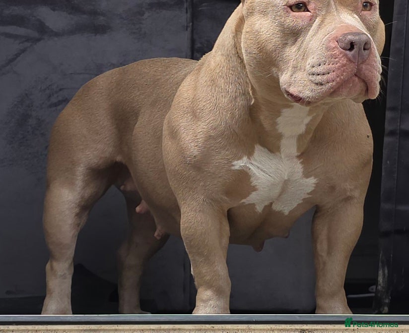 American Bully dogs Exclusive American Bully Pocket Premium Line - Advert 1