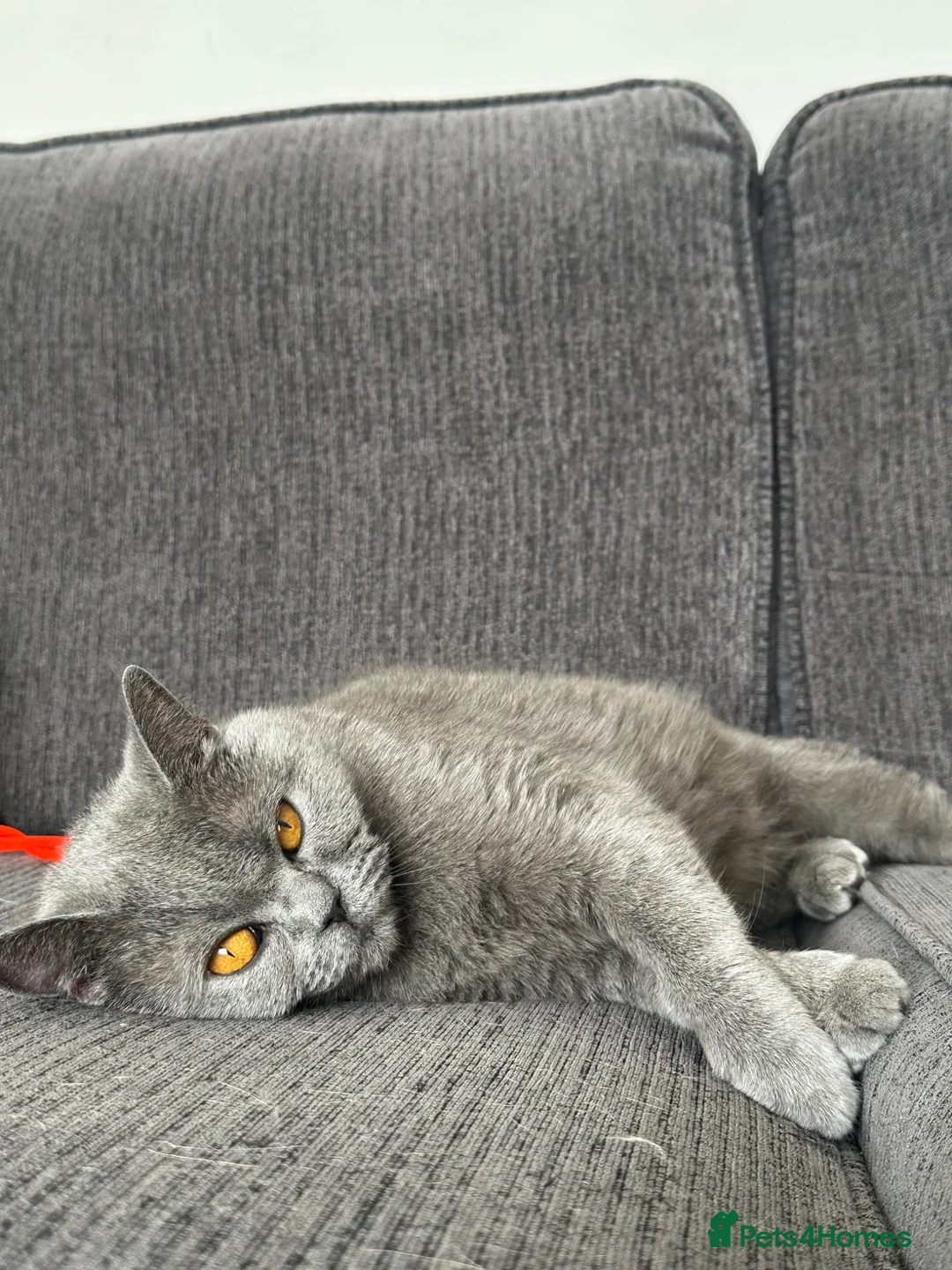 British Shorthair cats for sale: Loving, beautiful BSH blue girl - Advert 6
