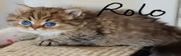 Persian cats for sale: Stunning Persian Kittens  - Advert 8