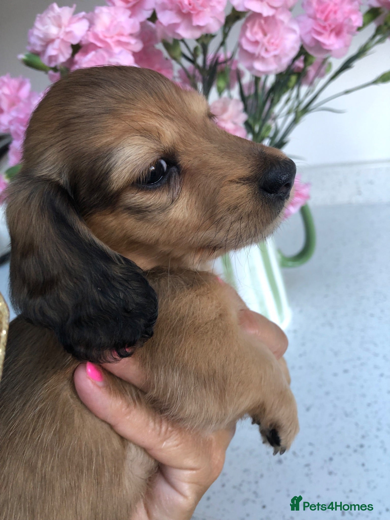 Miniature Dachshund dogs  L/H Miniature Dachshunds K.C Reg - Advert 8