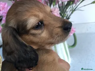 Miniature Dachshund dogs L/H Miniature Dachshunds K.C Reg - Advert 8