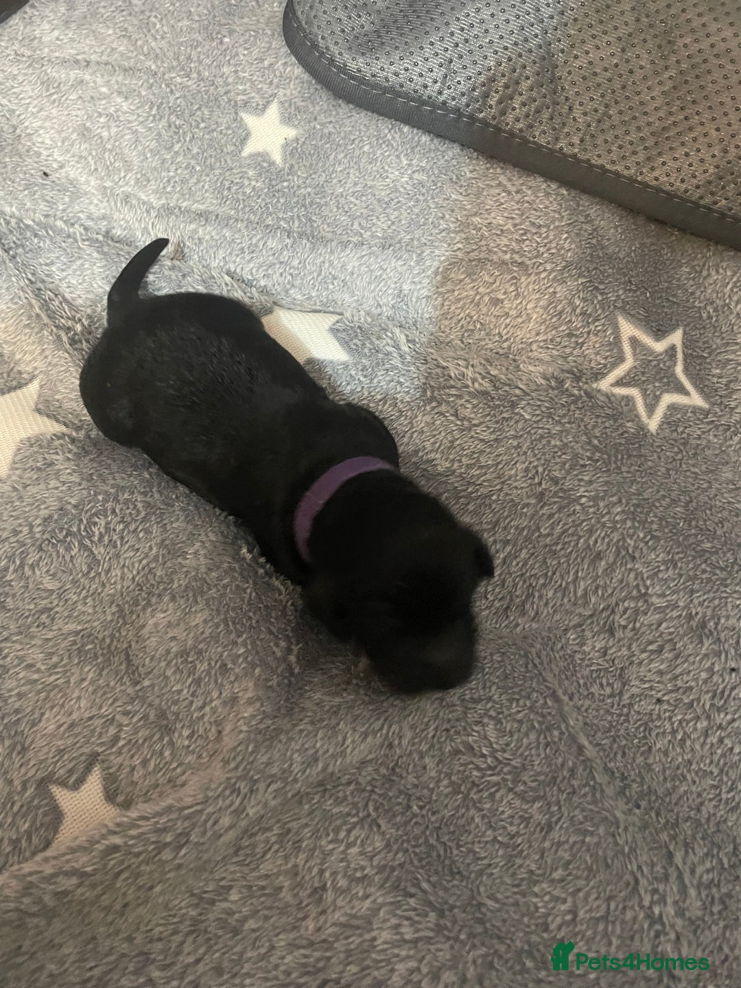 Cockapoo dogs for sale: 🐾 only one girl left F2 Cockapoo Puppies 🐾 - Advert 13