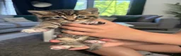 Mixed Breed cats for sale: Tabby kittens with tint of grey  in London - Advert 2
