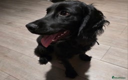 Bocker dogs for sale: Looking for a new home  - Image 3