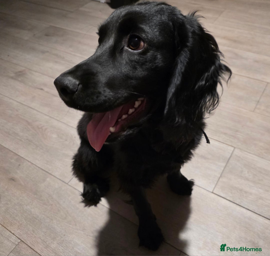 Bocker dogs for sale: Looking for a new home  - Image 3