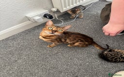 Bengal cats for sale: Beautiful Bengal mixed kittens - Image 15