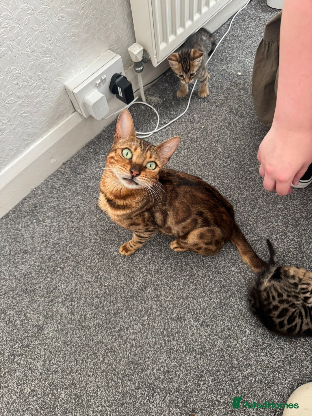 Bengal cats for sale: Beautiful Bengal mixed kittens - Image 15