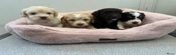 Cockapoo dogs for sale: F1 cockapoo puppies  - Advert 4