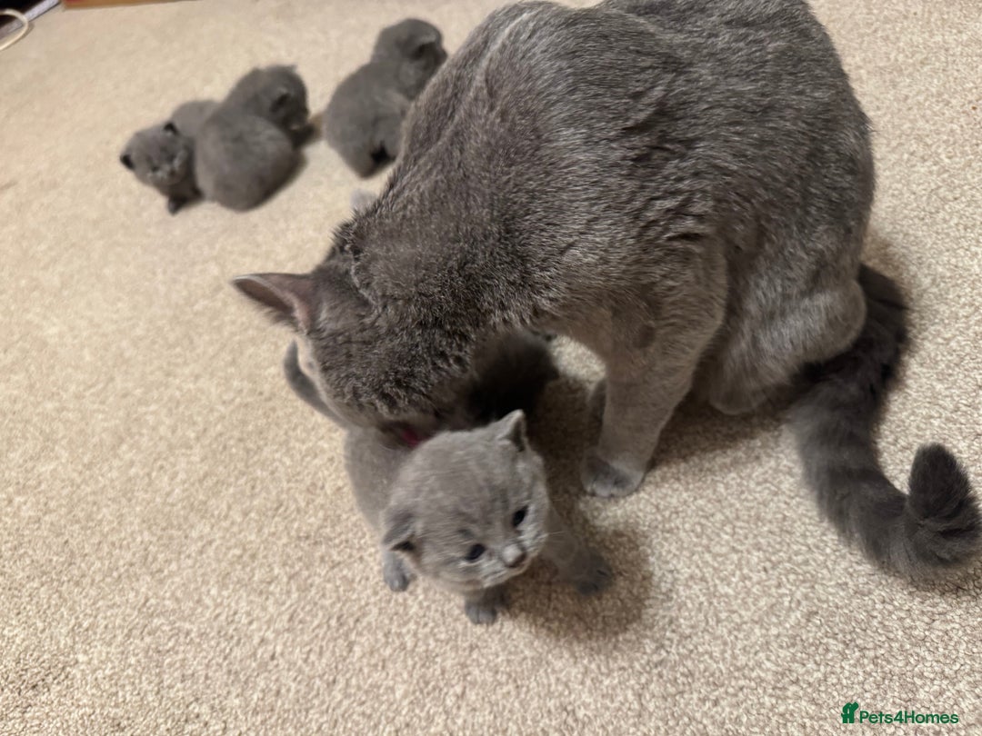 British Shorthair cats for sale: British Shorthair kittens for sale  - Image 8