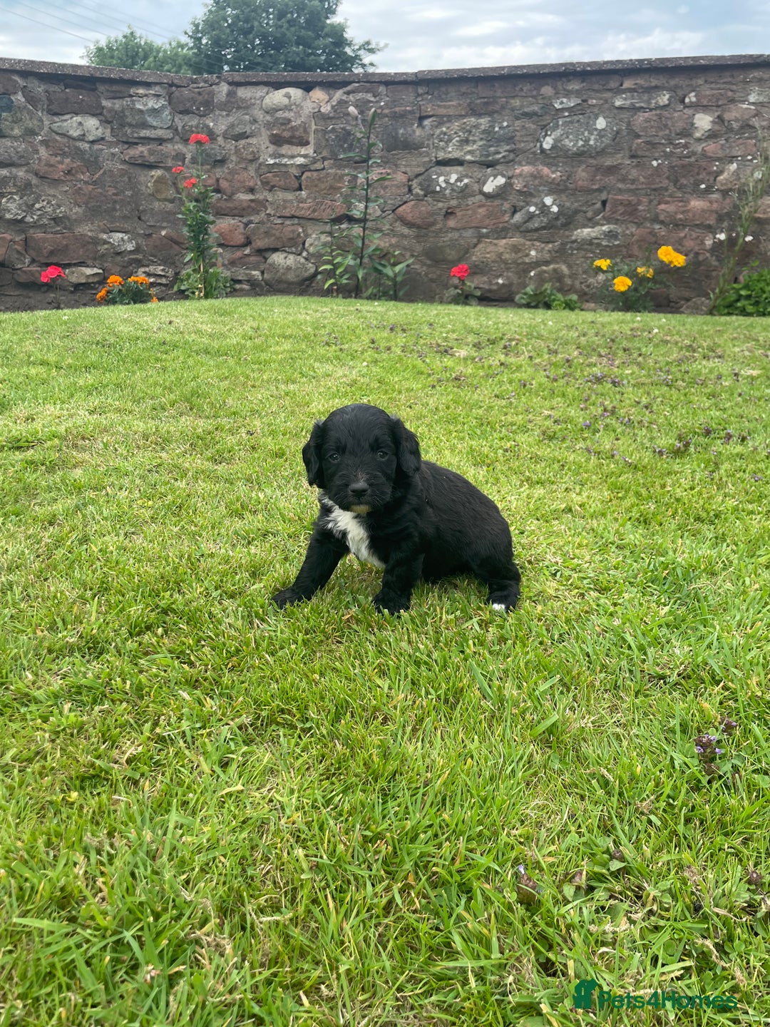 Cockapoo dogs for sale: Miniature Cockapoos  - Image 21