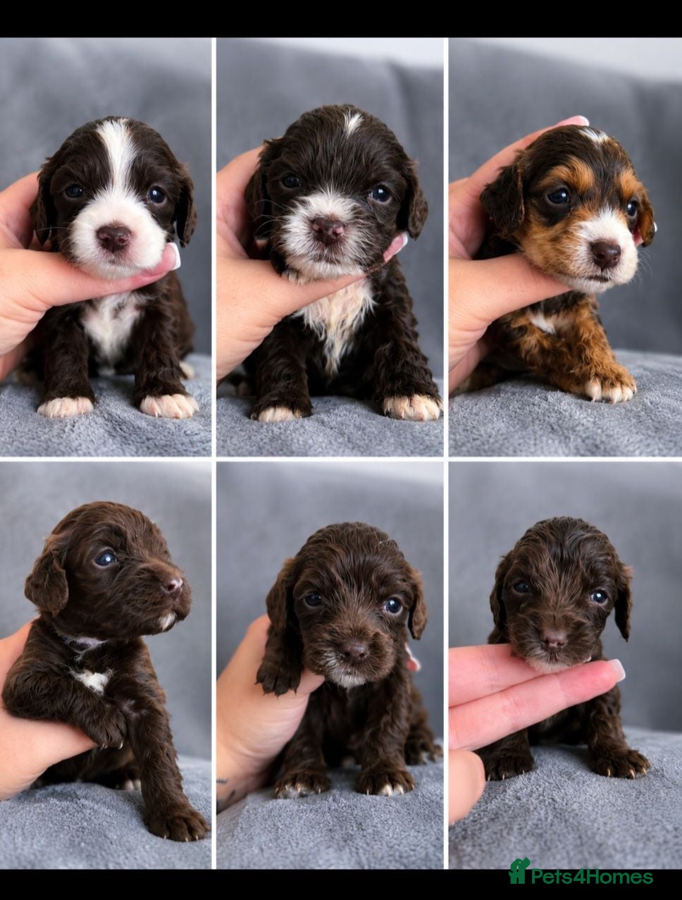 Cockapoo dogs 🐶 Beautiful F1b Cockapoo Puppies 🐶  - Advert 1