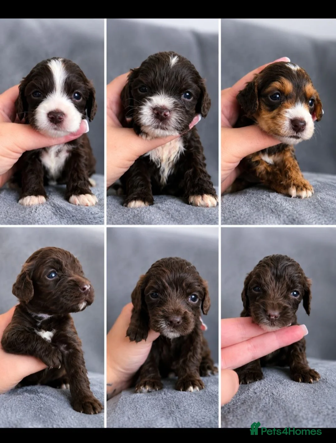 Cockapoo dogs for sale: 🐶 Beautiful F1b Cockapoo Puppies 🐶  - Advert 1