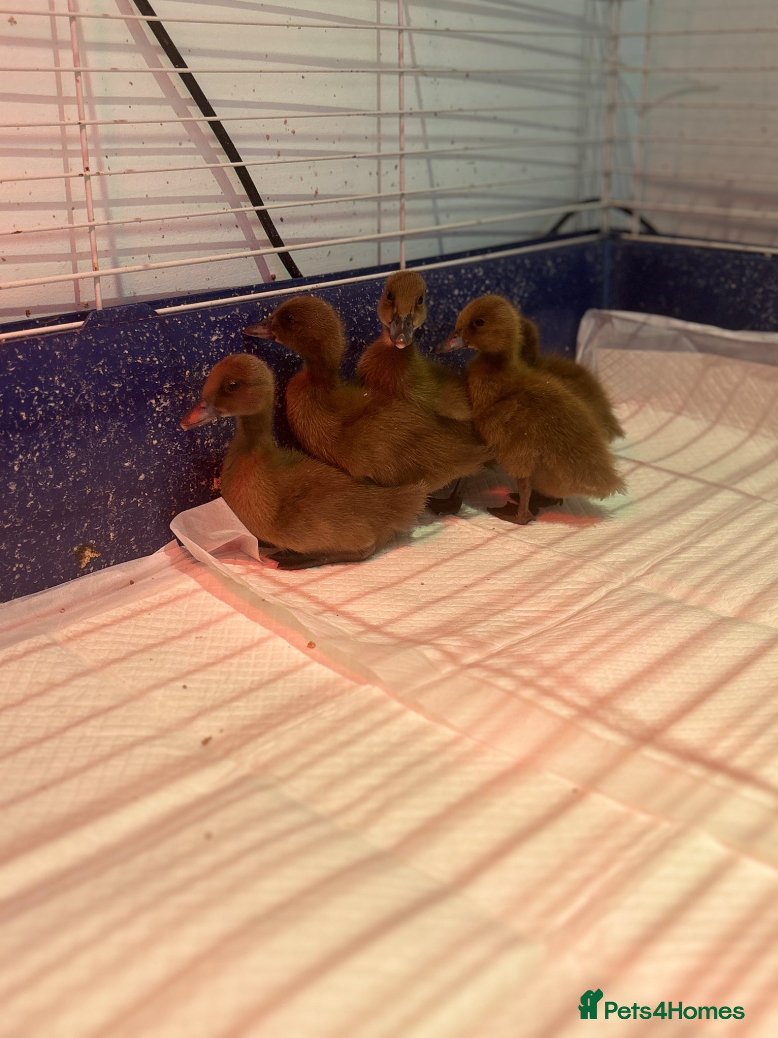 Ducks poultry 6 unsexed khaki Campbell ducklings  - Advert 1