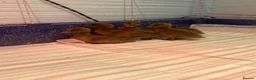 Ducks poultry for sale: 6 unsexed khaki Campbell ducklings  in Glasgow - Advert 1